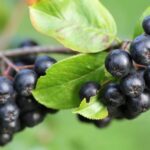 aronia w ciąży