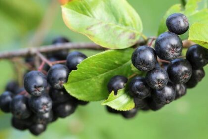 aronia w ciąży